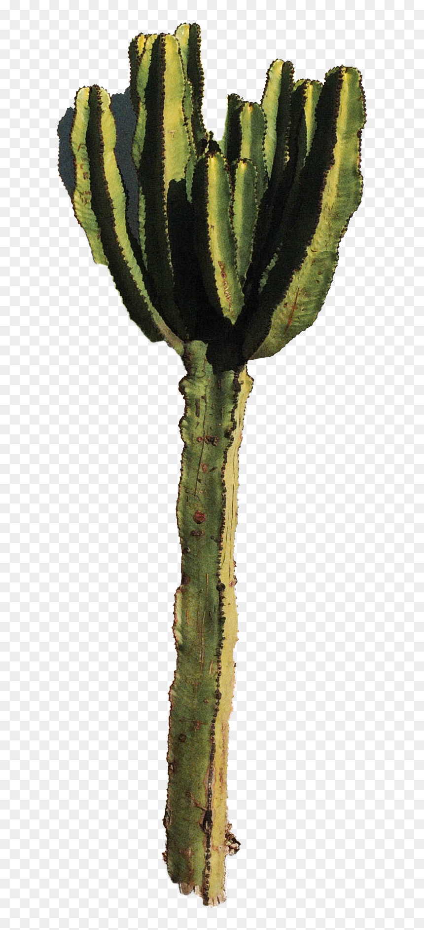 Cactus Wallpaper For Walls - Selenicereus Hamatus, HD Png Download - cactus png tumblr