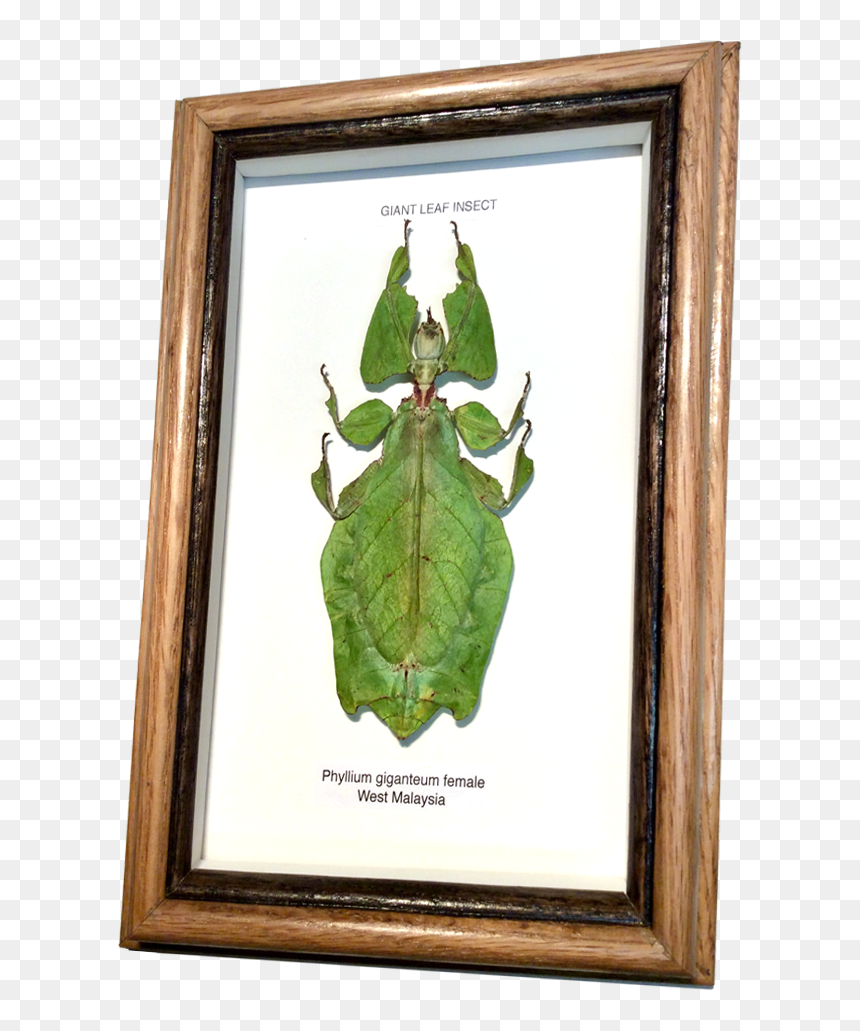 Wildwood Insects Framed Tropical Leaf Insect - Picture Frame, HD Png Download - insects png