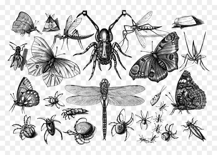 Insecten, HD Png Download - insects png