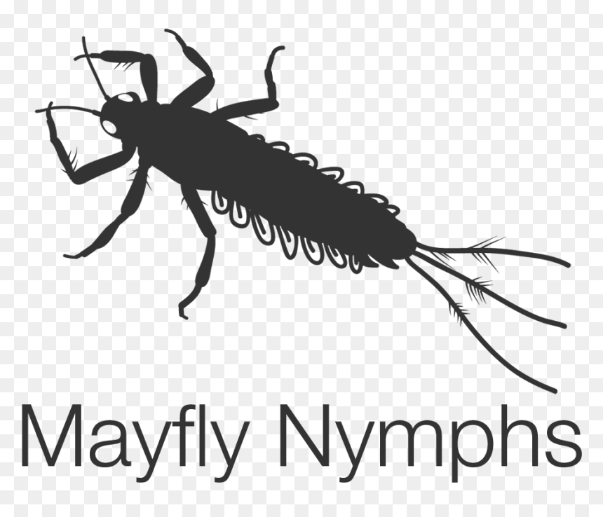 Net Winged Insects , Png Download - National Association Of Manufacturers Logo, Transparent Png - insects png