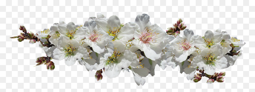 Fleur D Amande Png, Transparent Png - tree cutout png