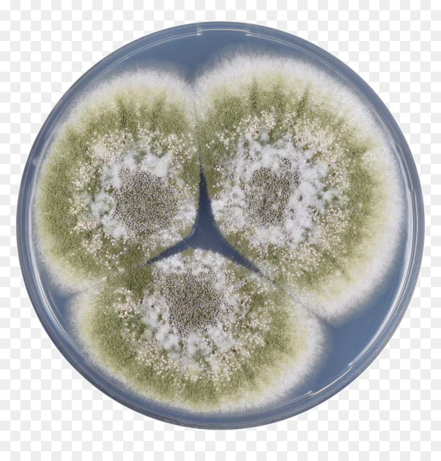 Aspergillus Sergii Cya - Circle, HD Png Download - pollen png