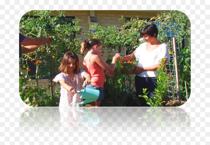 Transparent Vegetable Garden Png - Fir, Png Download - vegetable garden png
