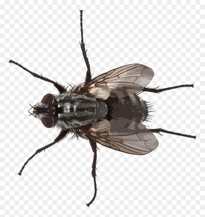 Flying Pests Hr - Small Fly Png Transparent, Png Download - insects png