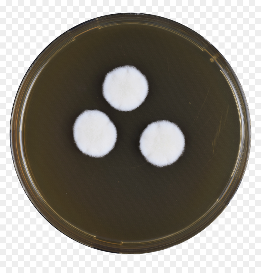 Aspergillus Californicus Meaox - Chocolate, HD Png Download - recipe png