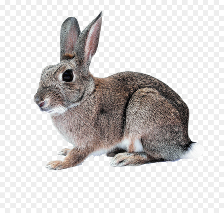 Hare Png, Transparent Png - rabbit ears png