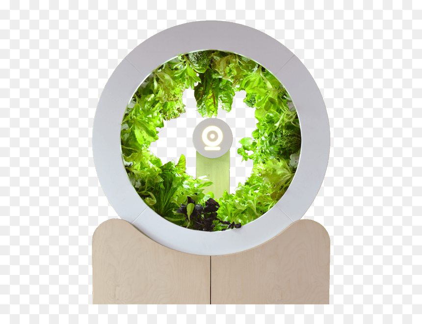 Vegetable Garden Png, Transparent Png - vegetable garden png