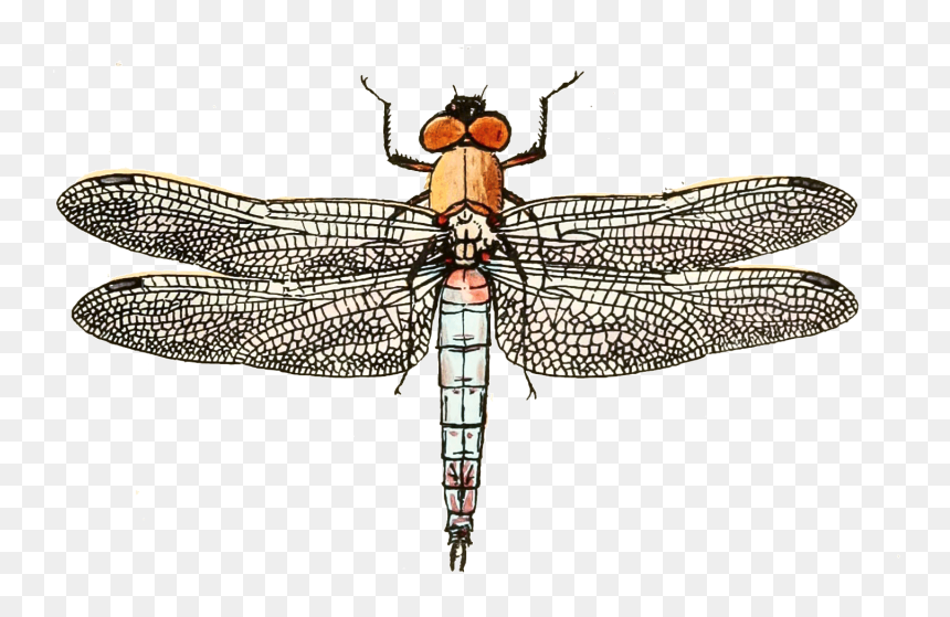 Net-winged Insects , Png Download - Dragonfly, Transparent Png - insects png