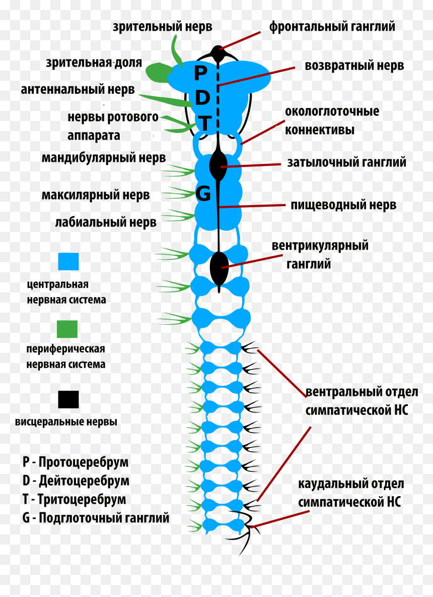 Insects Nervous System-rus - Nervous System Of Insects Hd, HD Png Download - insects png