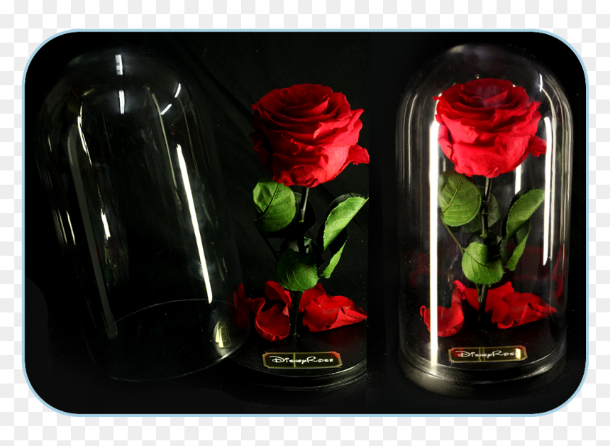 Forever-rose In The Glass Dome From The Movie Beauty - Garden Roses, HD Png Download - glass dome png