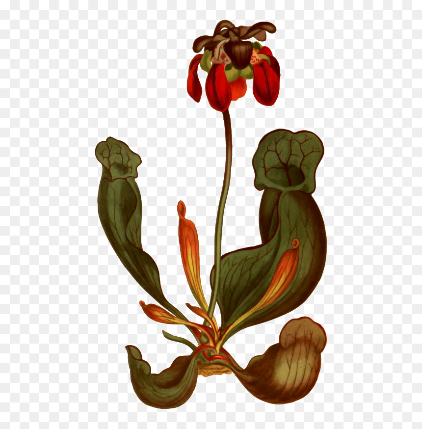Broad-lipped Purple Side Saddle Flower - Vintage Illustration Pitcher Plant, HD Png Download - fire flower png