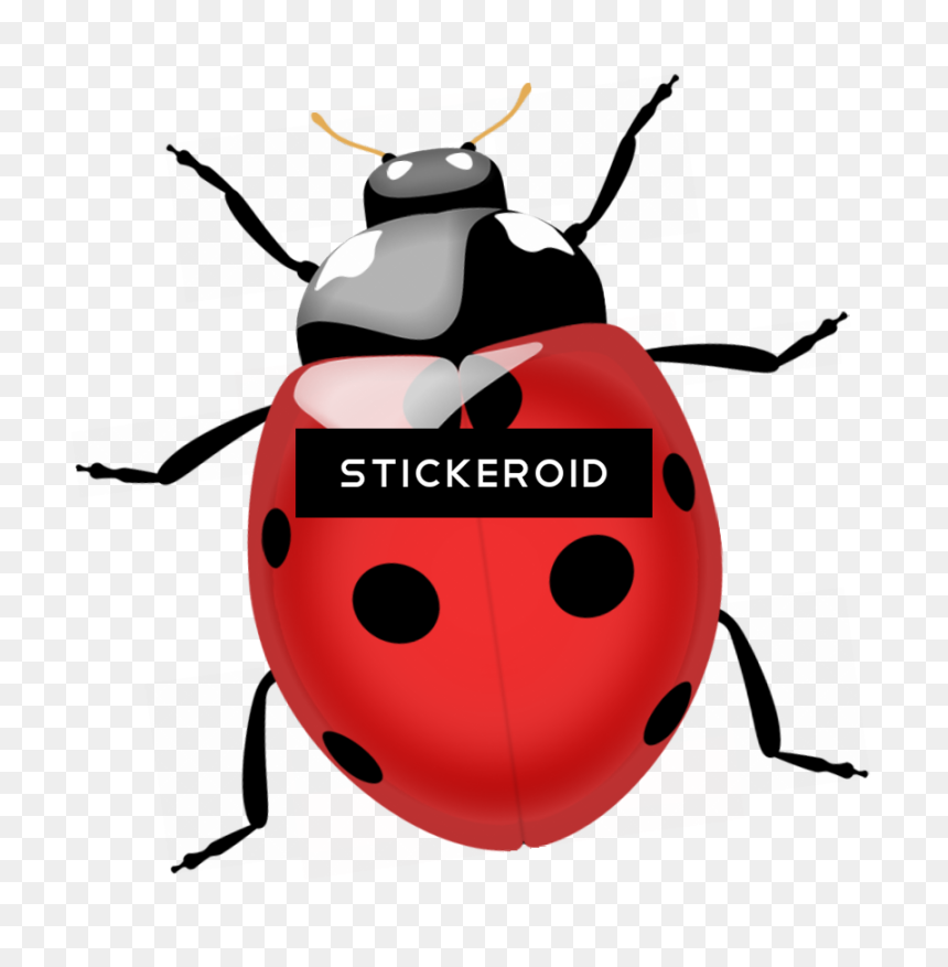 Termite Bugs Insects - Lady Beetle Png, Transparent Png - insects png