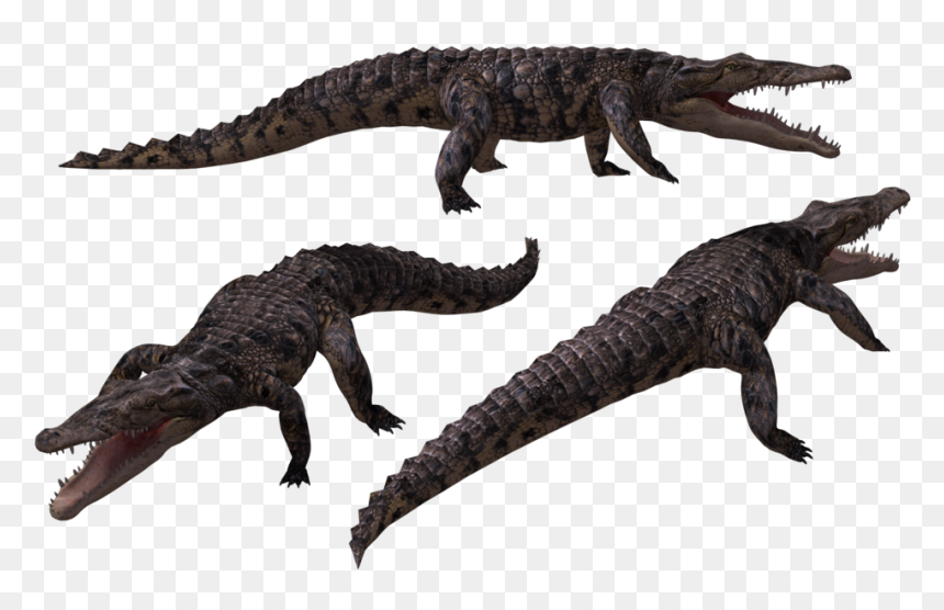 Transparent Wolverine Animal Png - Crocodiles, Png Download - wolverine animal png