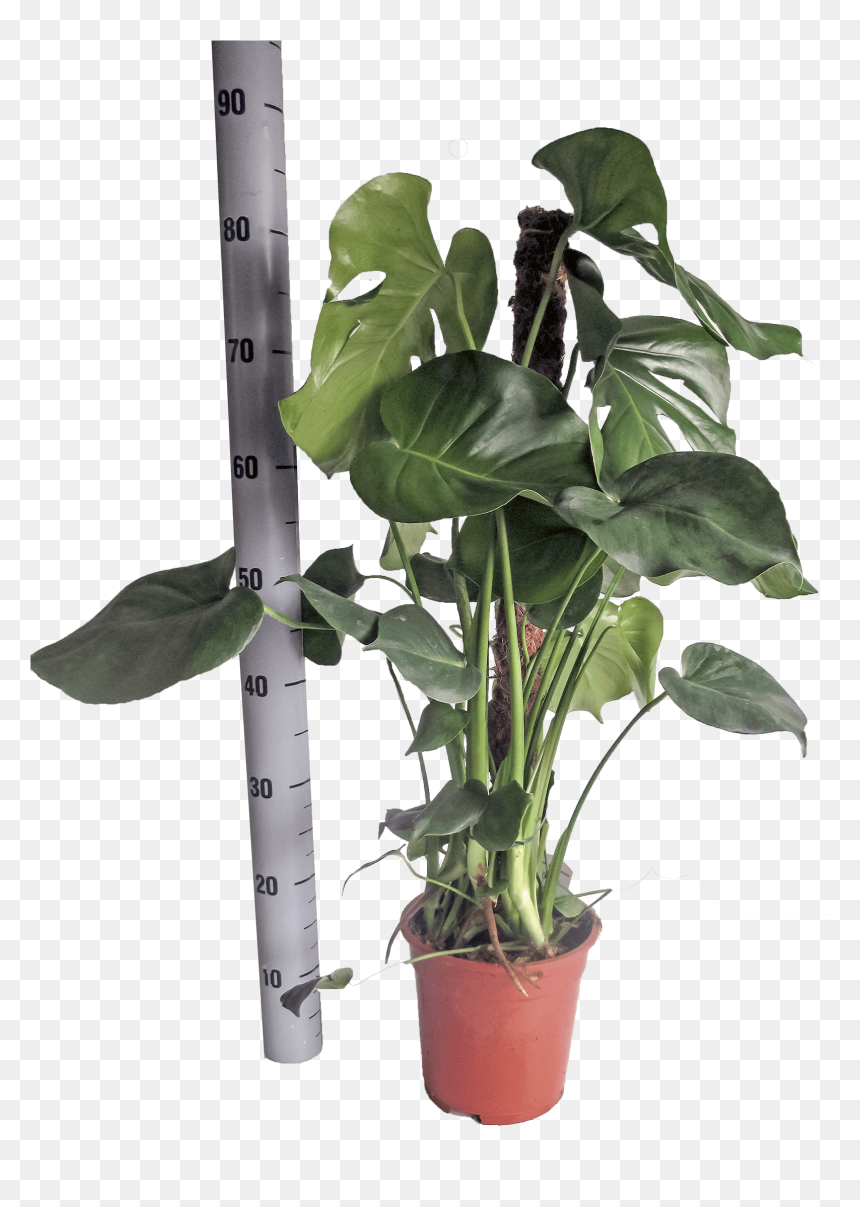Monstera Deliciosa In Pot With 17 Cm Diameter - Swiss Cheese Plant, HD Png Download - monstera leaf png