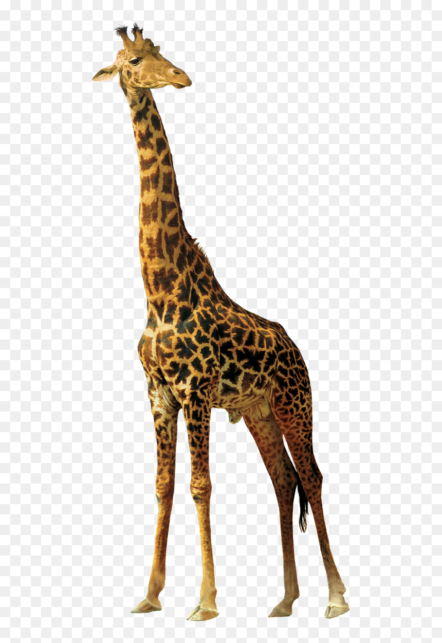 Giraffe Animals Nature Africa Png Image - African Animals Png, Transparent Png - giraffe clipart png