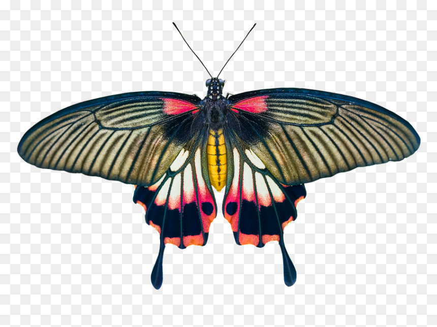 Butterflies, HD Png Download - insects png