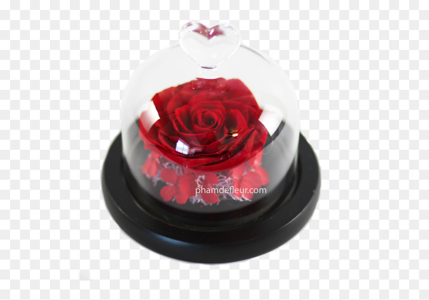 Bebe Glass Dome , Png Download, Transparent Png - glass dome png