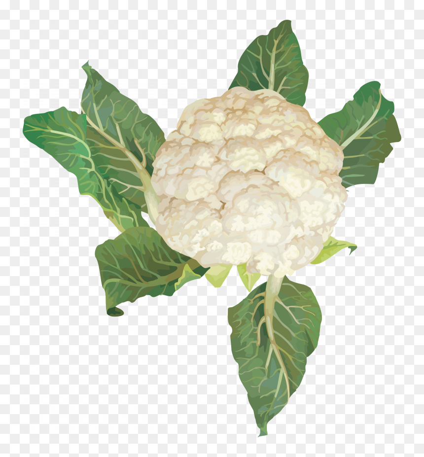 Download This High Resolution Cauliflower Png Image - Transparent Background Cauliflower Clipart, Png Download - cauliflower png