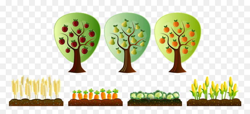 First Vegetable Garden - Few Crops Clipart, HD Png Download - vegetable garden png