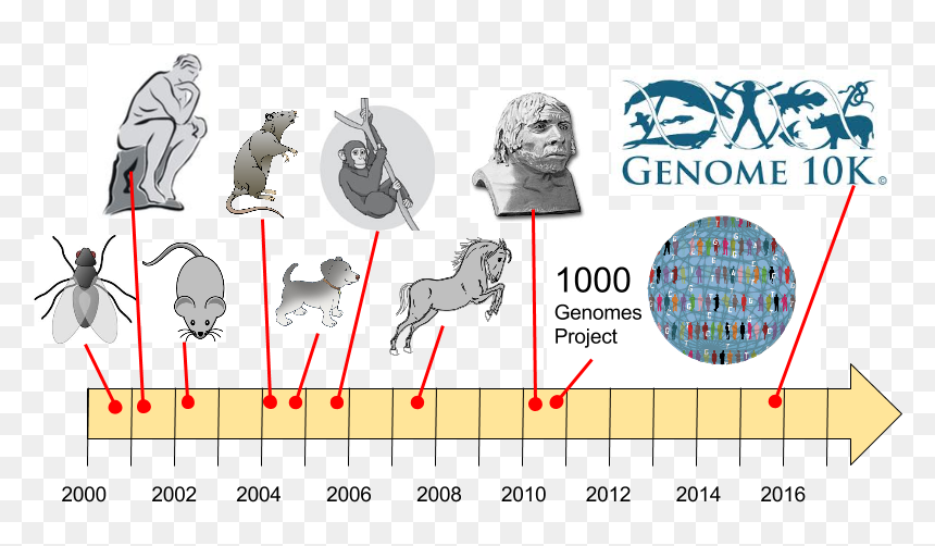 Genome Sequencing Of Organisms, HD Png Download - explosion png sequence
