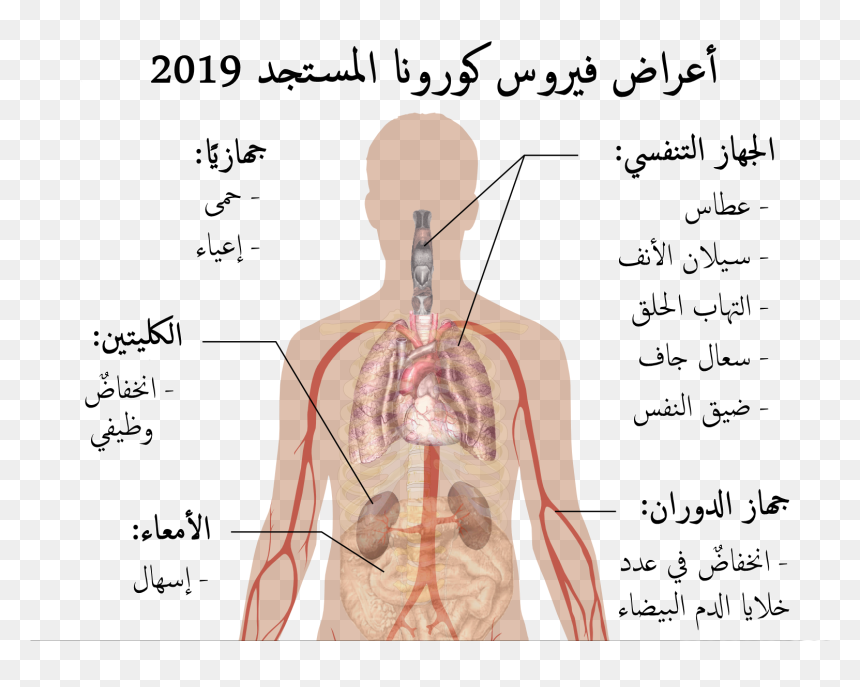 Symptoms Of Coronavirus Disease 2019 In Arabic - Symptoms Of Covid 19, HD Png Download - arabic png
