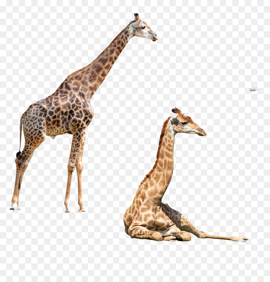 Giraffe Felidae Elephant Northern Okapi Png File Hd - Giraffe Png, Transparent Png - giraffe clipart png