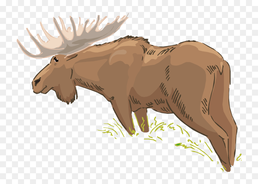Wildlife Clipart Moose Head , Png Download - Bull, Transparent Png - moose head png