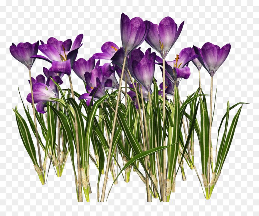 Crocus Png Clipart - Crocus Png Transparent, Png Download - fire flower png