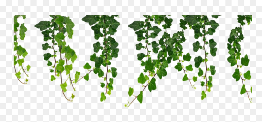 Leaf Png Pic - Vine Png, Transparent Png - green vine png