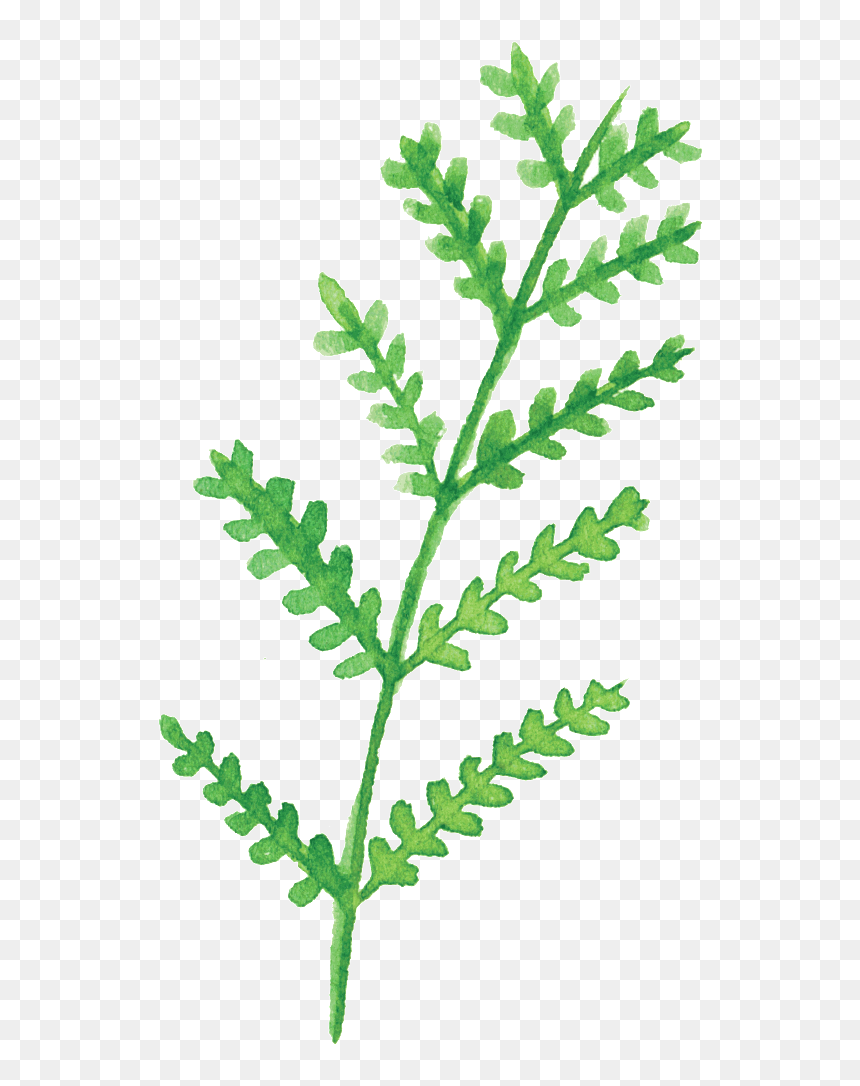 Green White Leaf Cartoon Transparent , Png Download - Portable Network Graphics, Png Download - cartoon leaf png