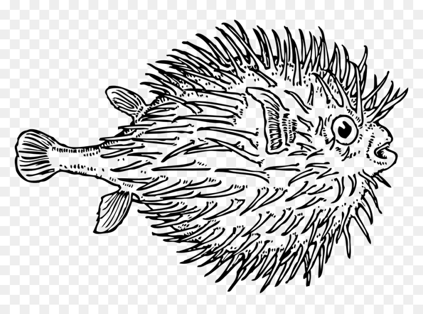 Marine Fish Clipart Puffer Fish - Blowfish Black And White, HD Png Download - fish outline png