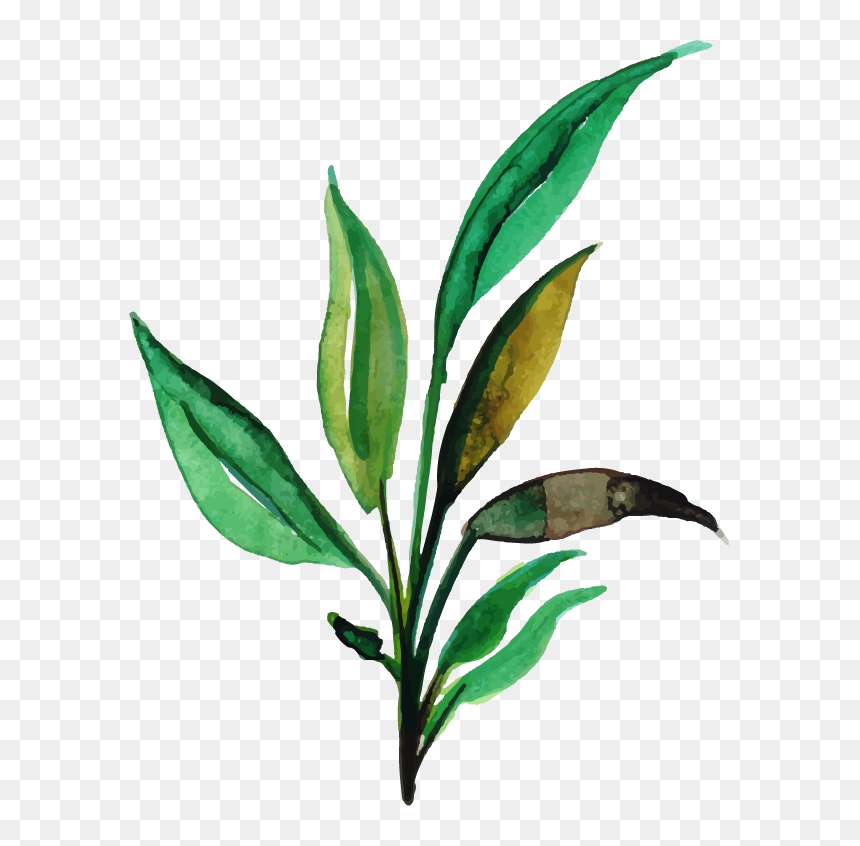 Russian Olive, HD Png Download - leaf clip art png