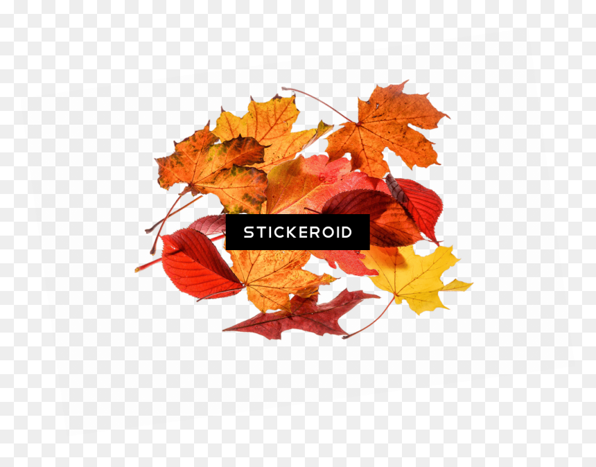 Autumn Leaves Collection - Portable Network Graphics, HD Png Download - red leaf png