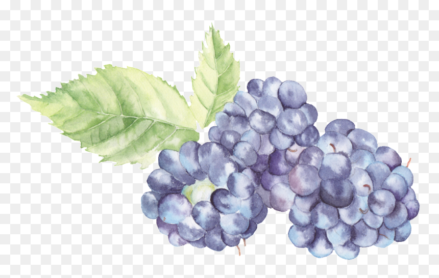Transparent Watercolor Blackberries Png , Png Download - Watercolor Grapes Png, Png Download - blackberries png