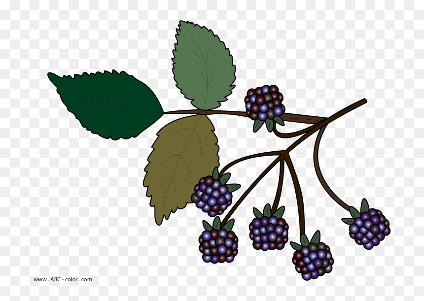 Wild Berries Clipart No Background - Bramble Clipart, HD Png Download - blackberries png
