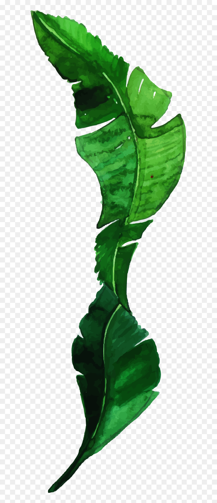 Illustration, HD Png Download - monstera leaf png