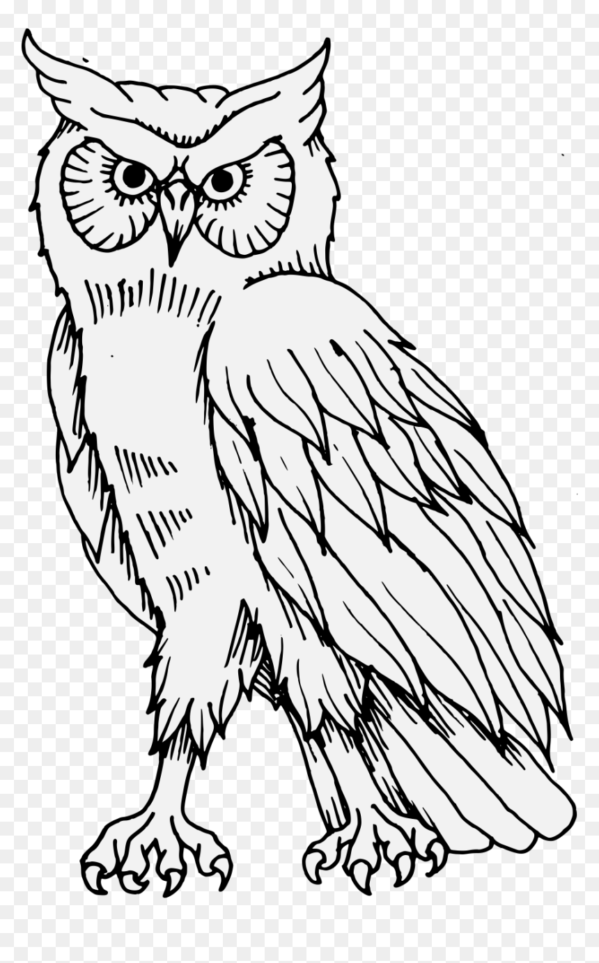 Illustration, HD Png Download - owls png