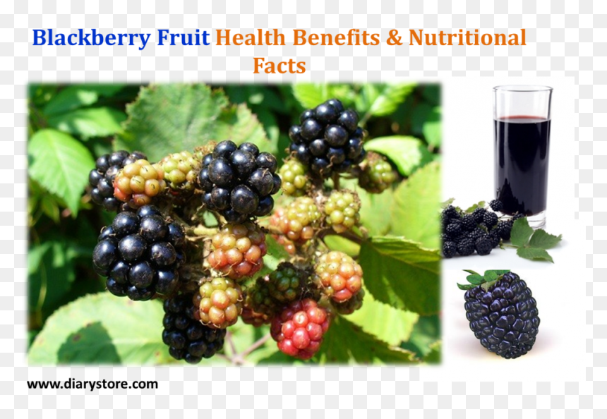 Blackberry Fruit, HD Png Download - blackberries png