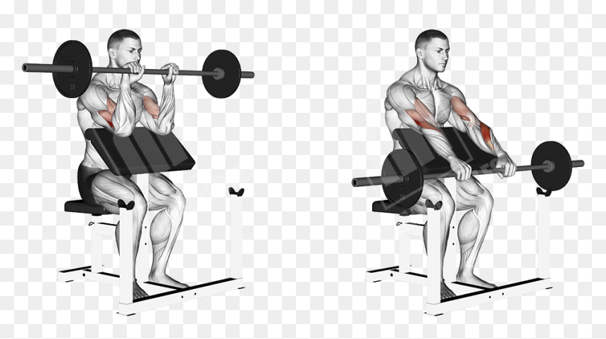 Zercher Squat, HD Png Download - muscle arms png