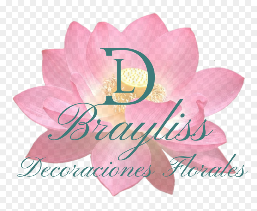 Brayliss Logo Final - Sacred Lotus, HD Png Download - decoraciones png