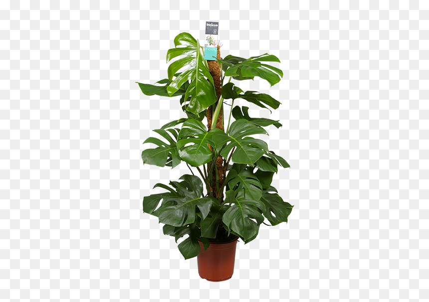 Monstera Pertusum, HD Png Download - monstera leaf png