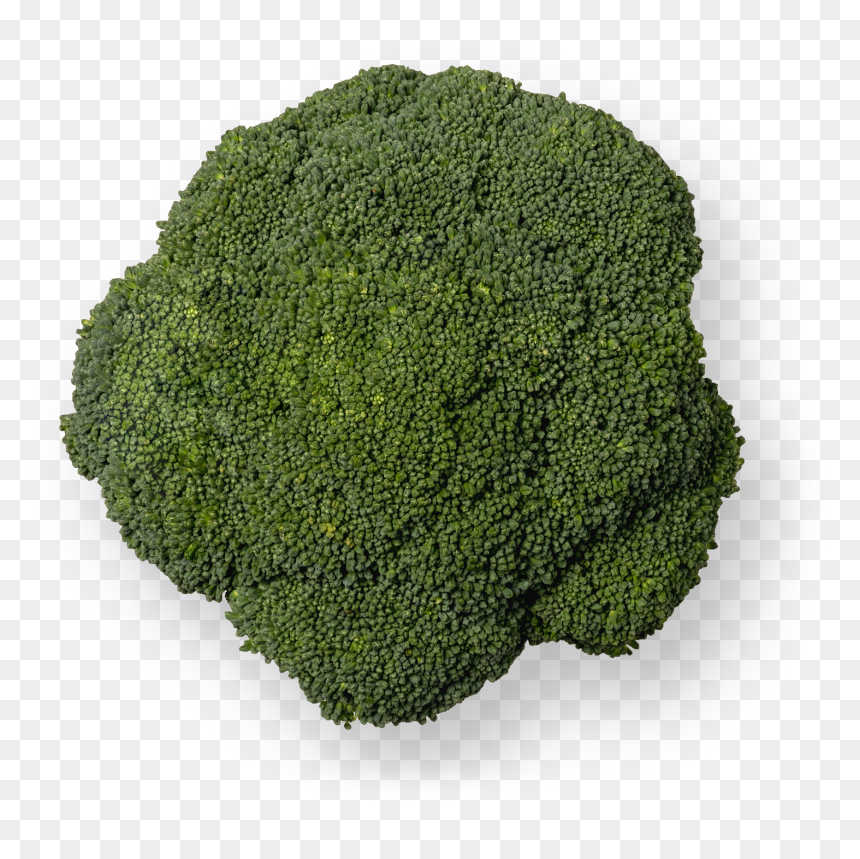 Moss, HD Png Download - brocoli png