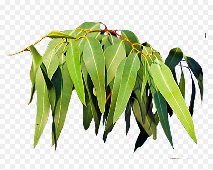 Transparent Red Leaves Png - Eucalyptus Leaves Png, Png Download - red leaf png