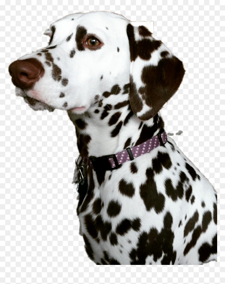 Dalmatian , Png Download - Dalmatian, Transparent Png - dalmatian png