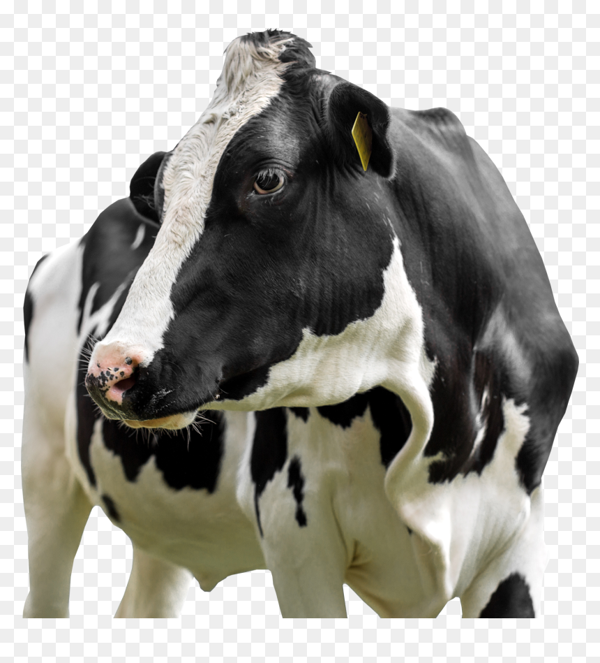 Farm Animal Practice - Cattle, HD Png Download - farm animals png