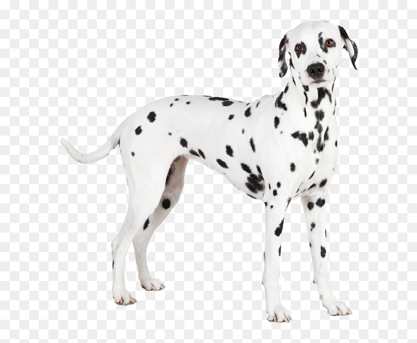 Dalmatian , Png Download - Dalmatian Transparent, Png Download - dalmatian png