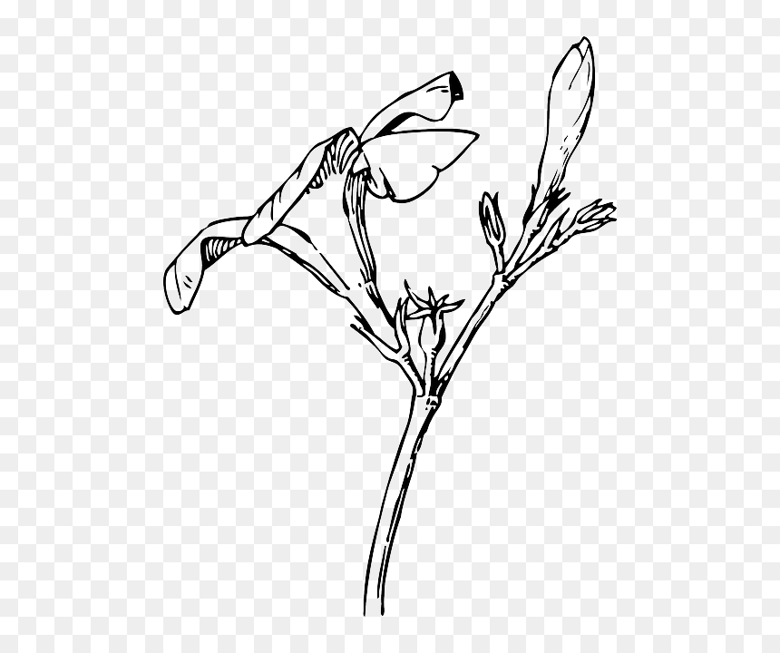 Black, Drawing, Plants, Tree, Flower, White, Flowers - Eros Matutinus, HD Png Download - black and white flowers png