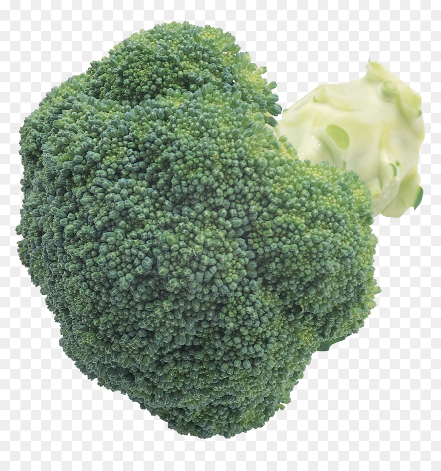 Broccoli, HD Png Download - brocoli png