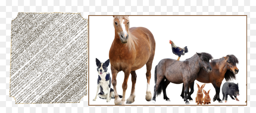 You"ll Be Able To Keep Your Farm Animals On Schedule - Large And Small Pets, HD Png Download - farm animals png