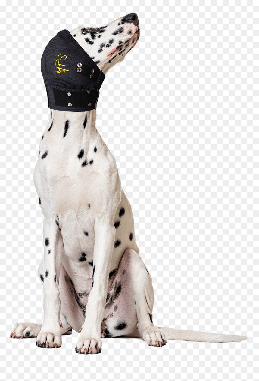 Transparent Dog Head Png - Dalmatian Dog Sitting, Png Download - dalmatian png